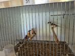 kanaries, Dieren en Toebehoren, Meerdere dieren, Kleurkanarie