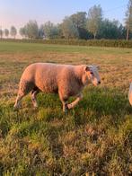 Dekram, Schaap
