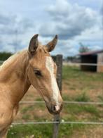 Mooi palomino hengstenveulen, Dieren en Toebehoren, Gechipt, Niet van toepassing, Dressuurpaard, 0 tot 2 jaar