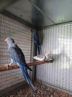 Violet spilt wkws, Dieren en Toebehoren, Vogels | Parkieten en Papegaaien