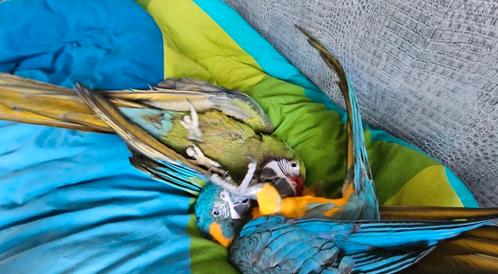 Rio de Blauwkeel ara, Dieren en Toebehoren, Vogels | Parkieten en Papegaaien, Geringd