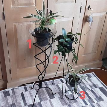 Mooie kamerplanten vanaf 3€/st, Eventueel met staander beschikbaar voor biedingen