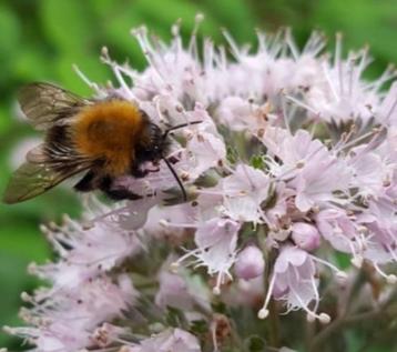 Caryopteris Stephii-Roze soort-geurend-bijenmagneet !! beschikbaar voor biedingen