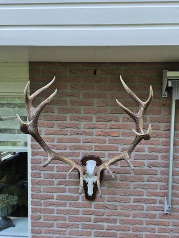 Prachtig Groot doorleefd edelhert gewei 16 ender mancave beschikbaar voor biedingen