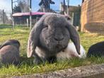 Familie hangoor, Dieren en Toebehoren, Konijnen, Mannelijk, Groot, Hangoor