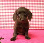 Supermooi Poedel x Teckel mix pups!, Dieren en Toebehoren, Honden | Niet-rashonden, 15 weken tot 1 jaar, Buitenland, Eén hond
