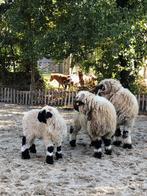 Walliser ram, Dieren en Toebehoren, Schapen, Geiten en Varkens, Mannelijk, Schaap, 0 tot 2 jaar