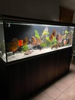 Aquarium aquaatlantis 800L brut, Dieren en Toebehoren, Ophalen