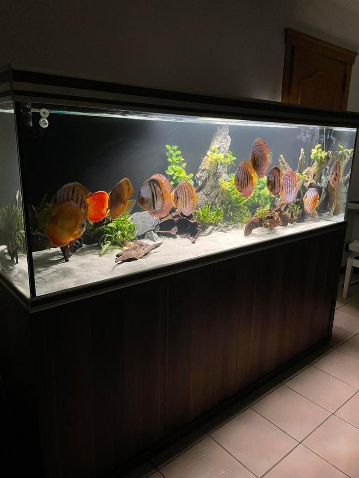 Aquarium aquaatlantis 800L brut, Dieren en Toebehoren, Vissen | Aquaria en Toebehoren, Ophalen