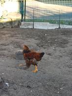 Brachma  haan, Dieren en Toebehoren, Pluimvee