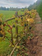 Druiven struiken kunnen nu geplant worden  8€  per struik, Tuin en Terras, Ophalen