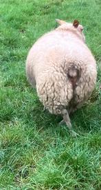 Één Rouge de l’Ouest ooilam, Dieren en Toebehoren, Vrouwelijk, Schaap, 0 tot 2 jaar
