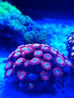 Zoanthus red magicians high grade