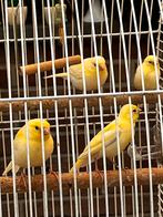 Kanarie 2025 - nog enkele vogels aanwezig, Meerdere dieren, Kleurkanarie