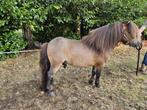 Tekoop shetlander hengst, Dieren en Toebehoren, Pony's, Hengst