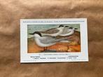 Vogels der Belgische Fauna - Reeks 9, Ophalen of Verzenden, 1940 tot 1960, Ongelopen, Vogel