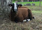 Zwartbles ram te koop, Dieren en Toebehoren, Schapen, Geiten en Varkens, Mannelijk, Schaap, 0 tot 2 jaar