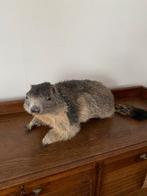 Marmotte alpine en peluche, Collections, Collections Animaux, Comme neuf, Animal empaillé, Enlèvement ou Envoi