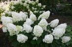 Hortensia, Jardin & Terrasse, Plantes | Arbustes & Haies, Enlèvement, Arbuste, Hortensia