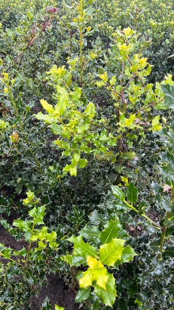 Hulsten ilex aquifolium en meserveae soorten  beschikbaar voor biedingen