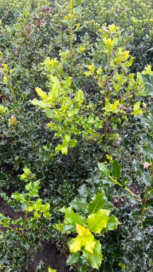 Hulsten ilex aquifolium en meserveae soorten, Tuin en Terras, Planten | Struiken en Hagen, Hulst, Ophalen of Verzenden