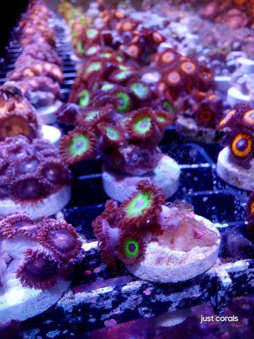 Zoanthus, Dieren en Toebehoren, Vissen | Aquariumvissen, Zoutwatervis