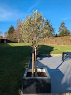 Olijfboom Olea Europaea 180cm (2 Stuks), Tuin en Terras, Lente, 100 tot 250 cm, Olijfboom, Ophalen