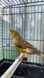 Mooie kanarie buitenvoliere, Dieren en Toebehoren