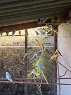 Grasparkieten, Dieren en Toebehoren, Vogels | Parkieten en Papegaaien, Meerdere dieren, Parkiet