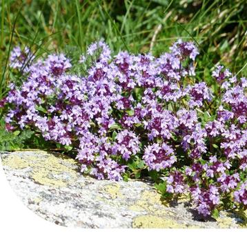 Thymus serpyllum  beschikbaar voor biedingen