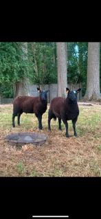 2 bokken, Dieren en Toebehoren