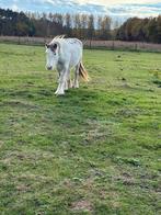 Tinker, Dieren en Toebehoren, Paarden, Merrie