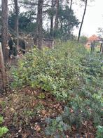 Rode bes (aalbes), Tuin en Terras, Ophalen, Struik, 100 tot 250 cm