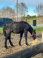 Fries x trekpaard, Dieren en Toebehoren, Paarden, Merrie, Recreatiepaard, Gechipt, 0 tot 2 jaar