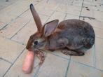 haaskonijn te koop, Dieren en Toebehoren, Konijnen, Mannelijk, Groot, 0 tot 2 jaar