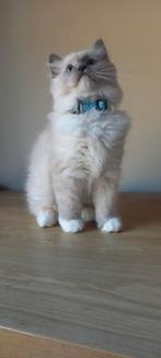 Ragdoll kitten, Dieren en Toebehoren, Poes, Ontwormd, 0 tot 2 jaar