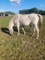 Recreatie merrie, Dieren en Toebehoren, Paarden, Merrie, Springpaard, Zadelmak, 11 jaar of ouder