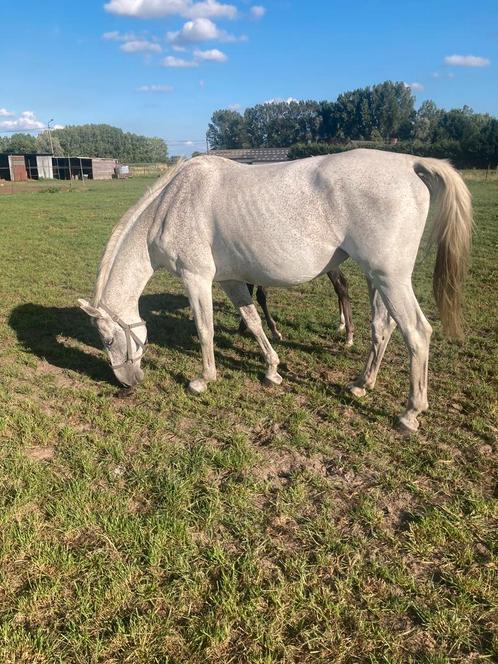 Recreatie merrie, Dieren en Toebehoren, Paarden, Merrie, Zadelmak, 165 tot 170 cm, 11 jaar of ouder, Springpaard, Met stamboom