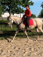 9jarige merrie, Dieren en Toebehoren, Merrie, Met stamboom, 7 tot 10 jaar