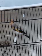 Agaat witkop man 2025 split voor eumopastel