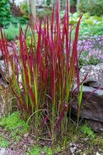 Imperata 'Red baron' of bloedgras, Tuin en Terras, Planten | Tuinplanten, Ophalen, Vaste plant, Siergrassen