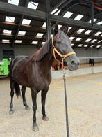 Paard te koop, Dieren en Toebehoren, Ophalen of Verzenden