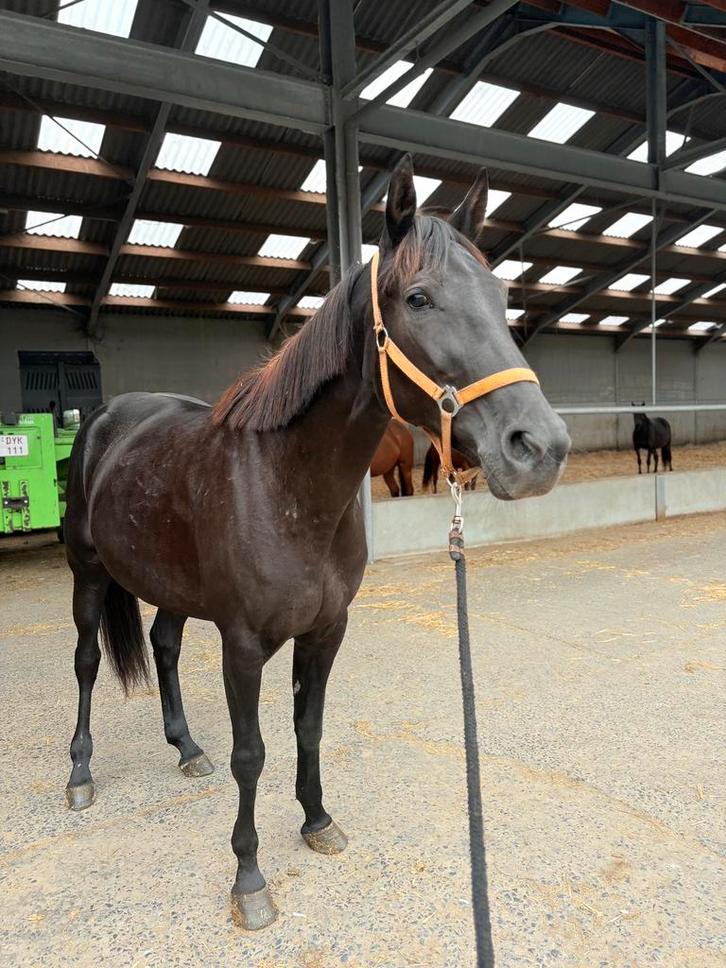 Paard te koop, Dieren en Toebehoren, Paarden en Pony's | Dekens en Dekjes, Ophalen of Verzenden