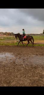 Fantastische allrounder van 1,78M groot!, Dieren en Toebehoren, Paarden, 175 cm of meer, B, Gechipt, Ruin