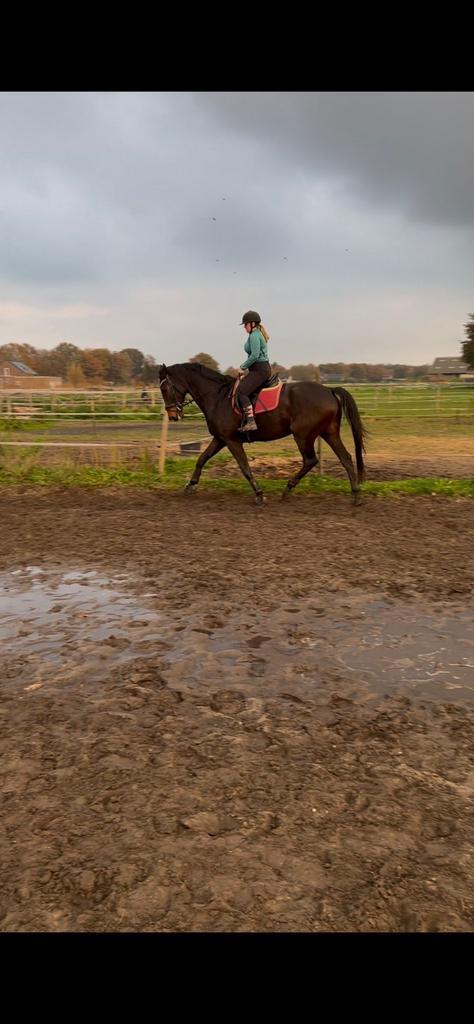 Fantastische allrounder van 1,78M groot!, Dieren en Toebehoren, Paarden, Ruin, B, 175 cm of meer, 11 jaar of ouder, Recreatiepaard