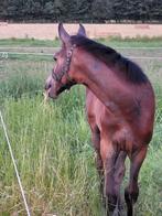 Gezocht: braaf leerpaard!, Dieren en Toebehoren, Paarden, Merrie