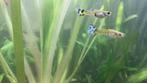 Blauwe Guppy-vis, Vis, Zoetwatervis, Schoolvis