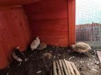 Broedeieren Japanse celadon kwartels, Dieren en Toebehoren