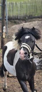 Mini paardje, Dieren en Toebehoren, Ruin, A pony (tot 1.17m), Gechipt, 7 tot 10 jaar