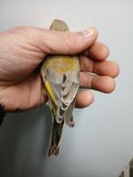 Groenvink   man, Dieren en Toebehoren, Vogels | Overige Vogels